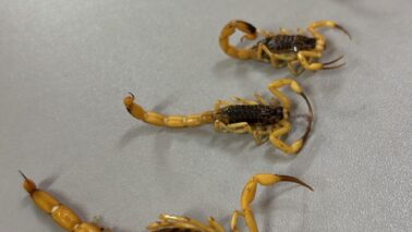 Animais capturados por equipes do controle de Vetores em período de reprodução