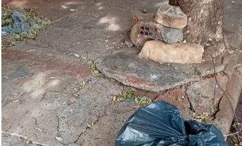 lixos Os moradores que residem na avenida 39, entre as ruas 04 e 08, no Bom Jesus enviaram fotos do lixo acumulado ao longo da via pública com vários sacos de lixo nas calçadas.