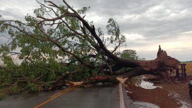 Temporal derruba árvore de grande porte em vicinal (Foto: O Diário de Barretos) Temporal derruba árvore de grande porte em vicinal (Foto: O Diário de Barretos)