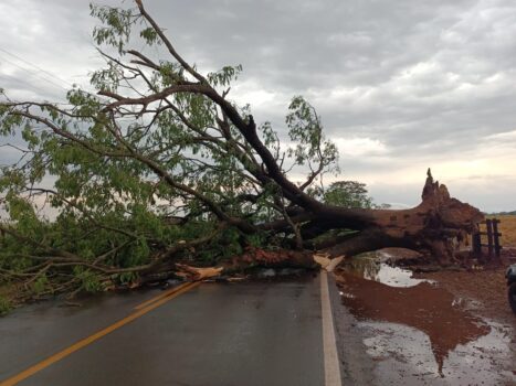Temporal derruba árvore de grande porte em vicinal (Foto: O Diário de Barretos)