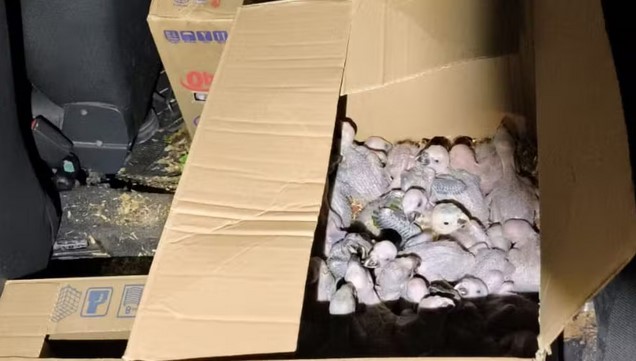 Polícia Rodoviária de MG resgata 129 filhotes de araras-canindé e papagaios