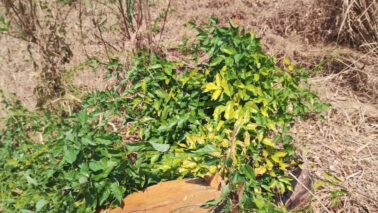 Polícia Civil investiga furto de árvores em propriedades rurais (Foto: O Diário de Barretos)