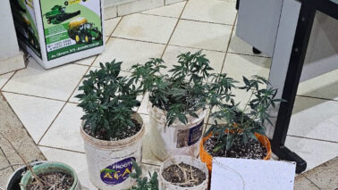 Policiais encontram vasos com plantas de maconha (Foto: O Diário de Barretos)