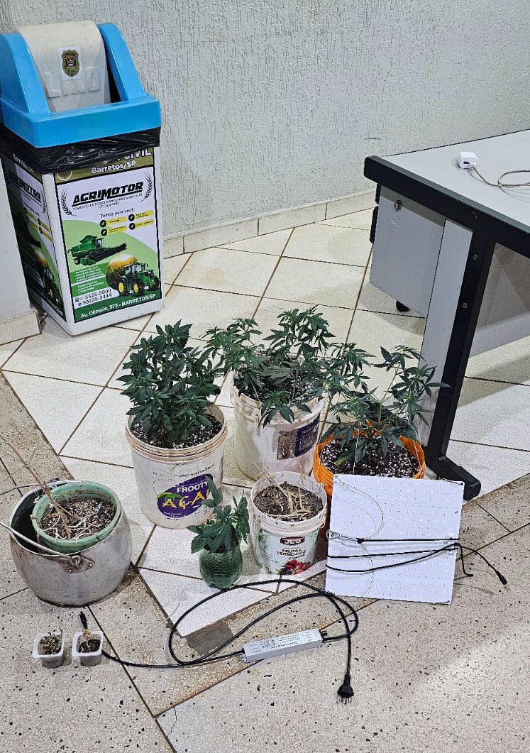 Policiais encontram vasos com plantas de maconha