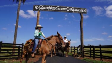Muladeiros irão se reunir na próxima semana no Rancho Nossa Senhora de Guadalupe, em Barretos (Foto: Divulgação)