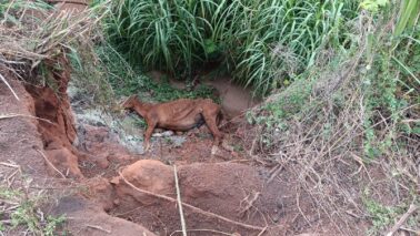 Bombeiros resgatam cavalo do interior de buraco (Foto: O Diário de Barretos)