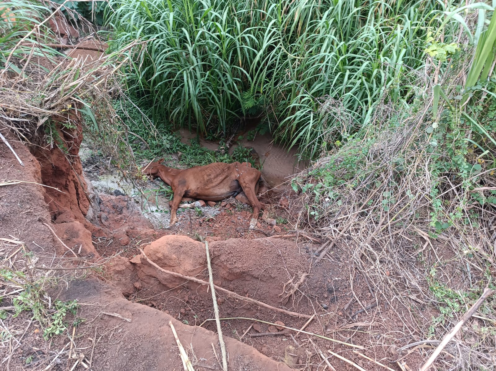 Bombeiros resgatam cavalo do interior de buraco