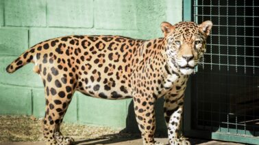 Onça "Caeté" no zoológico de Guaíra (Foto: Zoo de Guaíra)