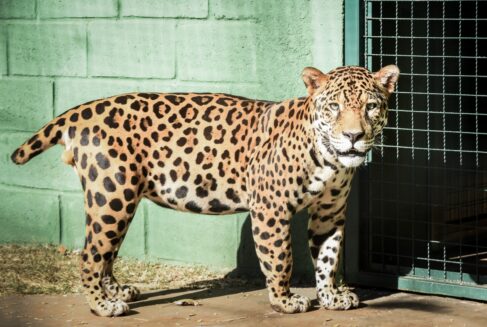 Onça "Caeté" no zoológico de Guaíra (Foto: Zoo de Guaíra)
