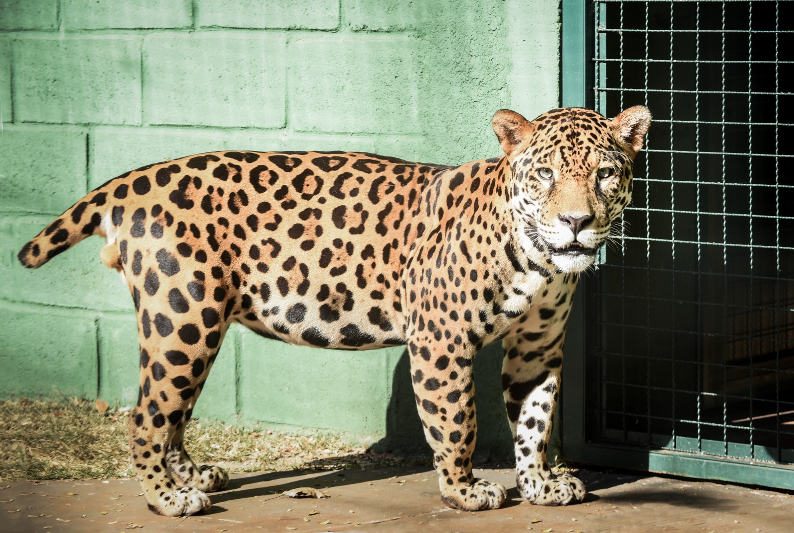 Chegada de onça amplia visitantes no zoológico de Guaíra