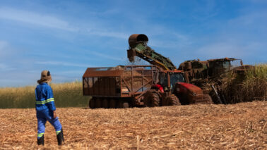 Empresa adota práticas sustentáveis inclusive no campo (Foto: Divulgação)
