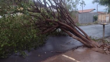 Bombeiros atendem casos de quedas de árvores após temporal (Foto: O Diário de Barretos)