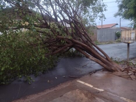 Bombeiros atendem casos de quedas de árvores após temporal (Foto: O Diário de Barretos)