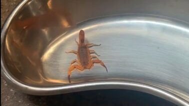 Barretos acompanha alta de acidentes por escorpiões