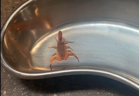 Barretos acompanha alta de acidentes por escorpiões