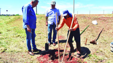 Município inicia plantio de árvores em parceria com empresa de energia