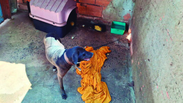 Polícia Civil resgata cachorra em situação de maus tratos