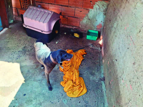 Polícia Civil resgata cachorra em situação de maus tratos