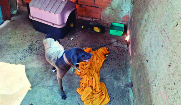 Polícia Civil resgata cachorra em situação de maus tratos