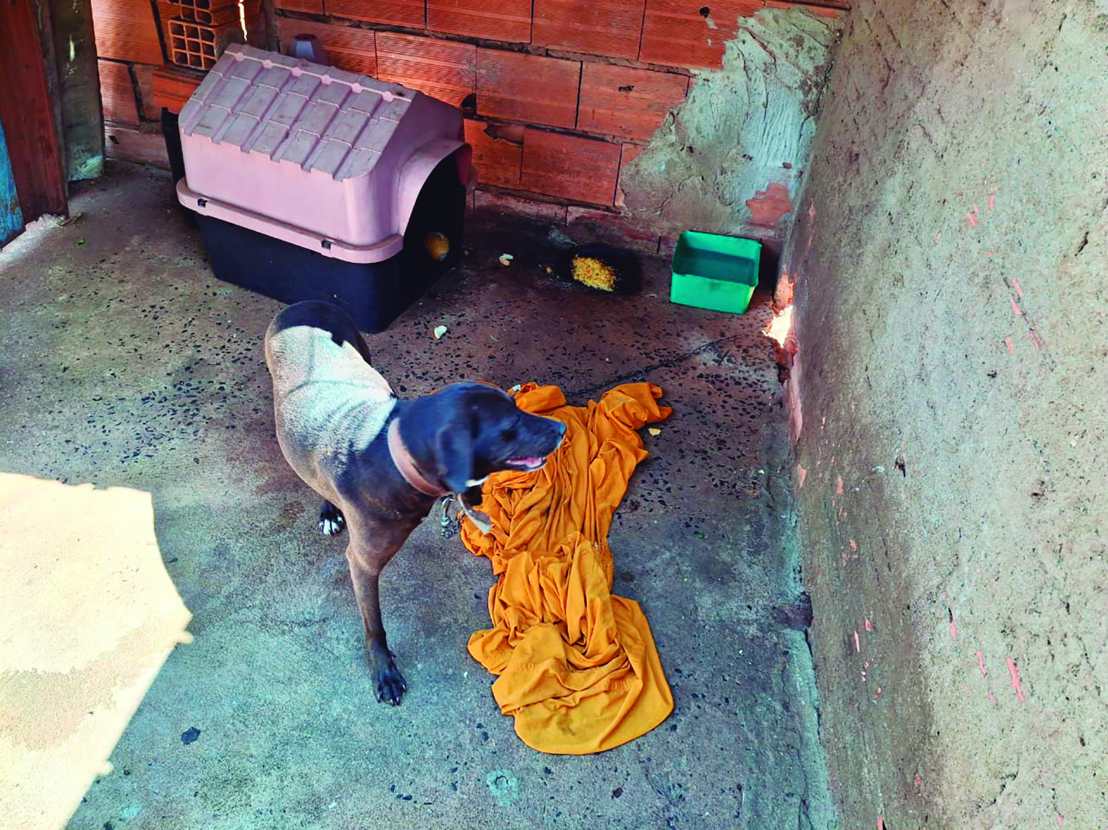 Polícia Civil resgata cachorra em situação de maus tratos