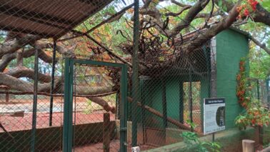 Zoológico Municipal de Guaíra, uma das principais instituições ambientais da região, está fechado para visitação por tempo (Foto: Divulgação) Zoológico Municipal de Guaíra, uma das principais instituições ambientais da região, está fechado para visitação por tempo (Foto: Divulgação)