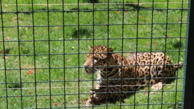 Onça Caeté é uma das principais atrações do zoo (Foto: Divulgação)