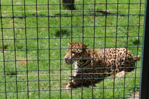Onça Caeté é uma das principais atrações do zoo (Foto: Divulgação)