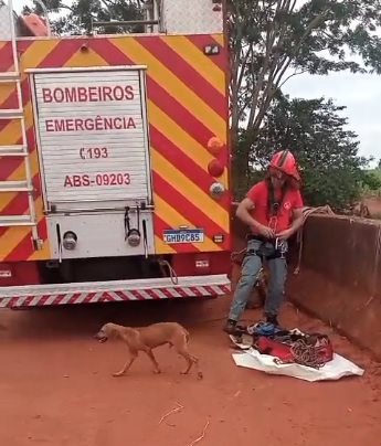 Bombeiros resgatam cão em traçado da linha férrea