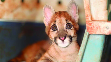 REFÚGIO: Nala, no zoológico passará por reabilitação na nova casa Zoológico da região acolhe filhote de onça-parda amputada