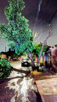 Bombeiros atendem dois casos de quedas de árvores (Foto: O Diario de Barretos)