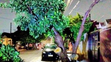 Bombeiros atendem dois casos de quedas de árvores (Foto: O Diario de Barretos)