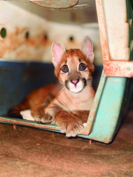 Zoológico da região acolhe filhote de onça-parda amputada