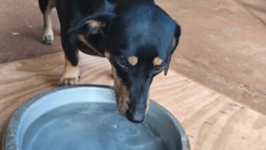 Casos de dengue acendem alerta para risco de nova epidemia