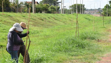 Além do plantio, mudas de árvores recebem cuidados