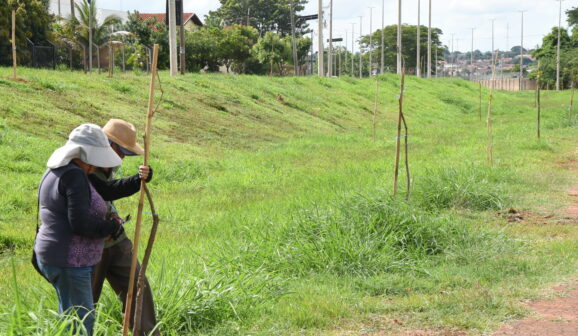 Além do plantio, mudas de árvores recebem cuidados