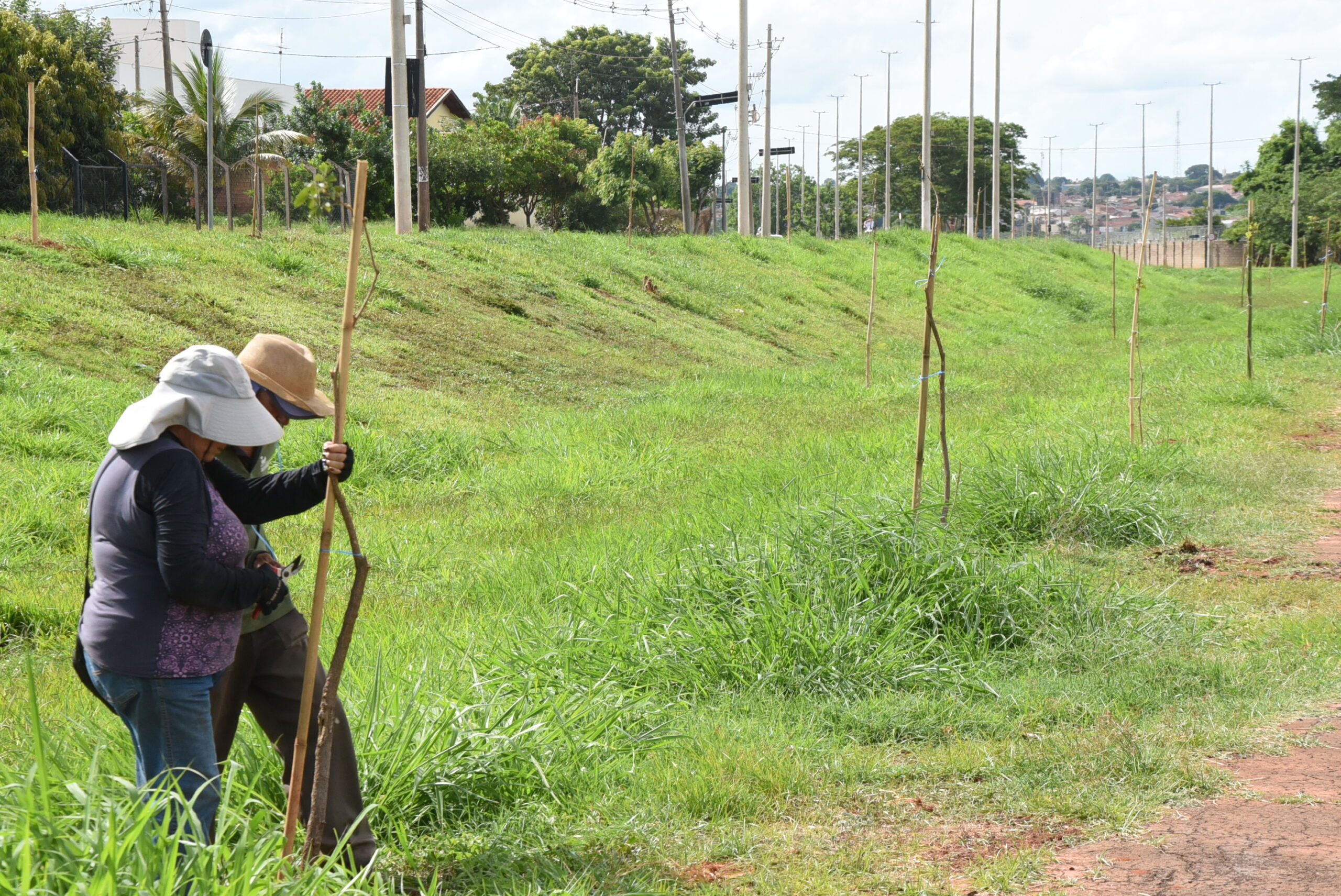 Avenida das Nações tem plantio de árvores