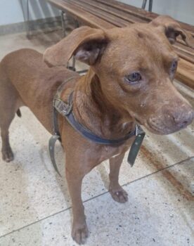 Homem é preso por maus-tratos contra animal em Guaíra (Foto: O Diário de Barretos)