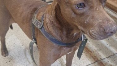 Homem é preso por maus-tratos contra animal em Guaíra (Foto: O Diário de Barretos)