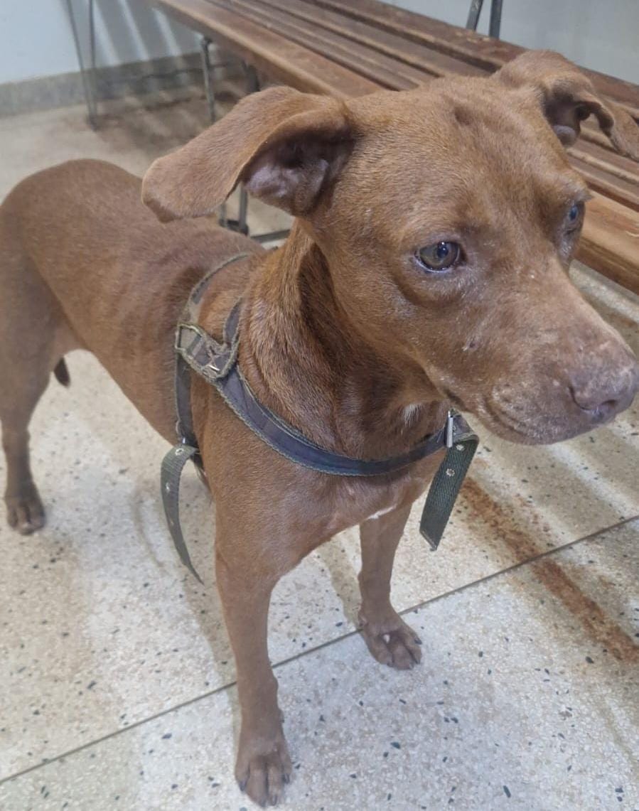 Homem é preso por maus-tratos contra animal em Guaíra