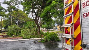 As equipes do Corpo de Bombeiros atuaram no corte de árvores na cidade de Barretos na tarde de ontem (14).