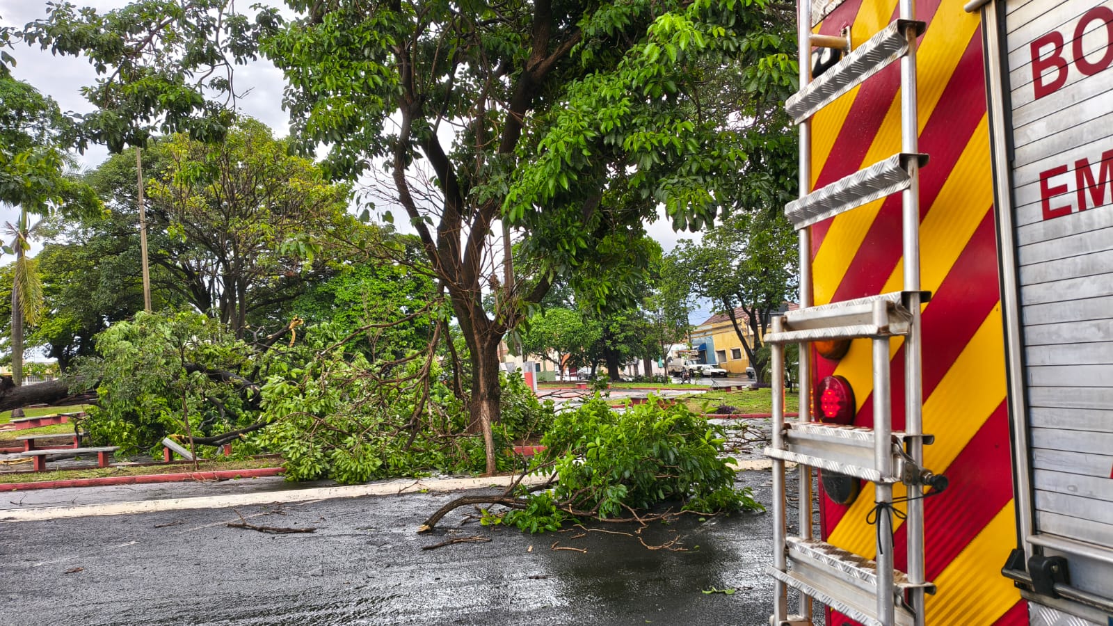 Bombeiros atendem três  ocorrências de queda de árvores