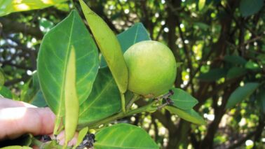 Prazo para entrega do relatório Cancro/Greening termina hoje 