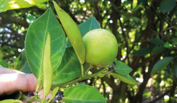 Prazo para entrega do relatório Cancro/Greening termina hoje 
