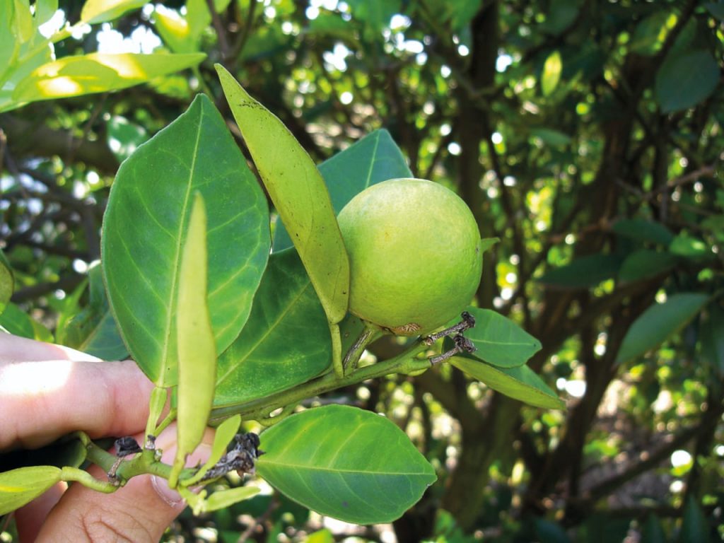 Prazo para entrega do relatório Cancro/Greening termina hoje 