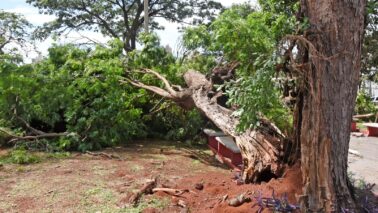 Retirada de árvores e galhos ocorre de forma gradativa, diz prefeitura