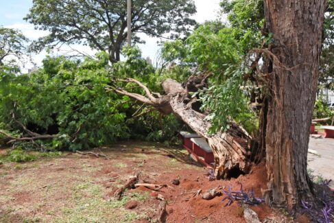 Retirada de árvores e galhos ocorre de forma gradativa, diz prefeitura