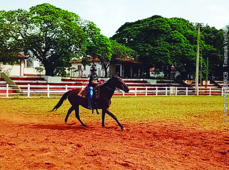 Centro de Formação Equestre oferece aulas gratuitas no Recinto