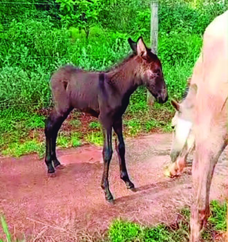 Proprietário procura burrinho desaparecido