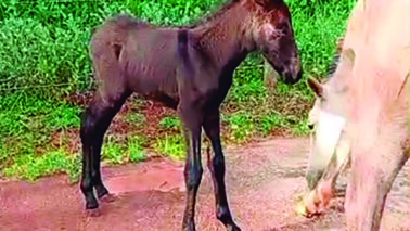 Proprietário procura burrinho desaparecido
