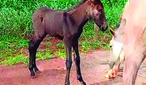 Proprietário procura burrinho desaparecido